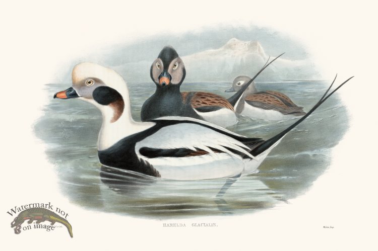 (image for) Gould Waterfowl 34