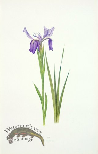 (image for) Dykes Iris 18
