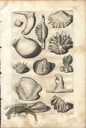 (image for) Rumphius 47