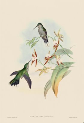 Gould Hummingbird 048