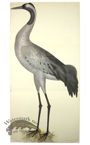 (image for) COMMON CRANE PL 2