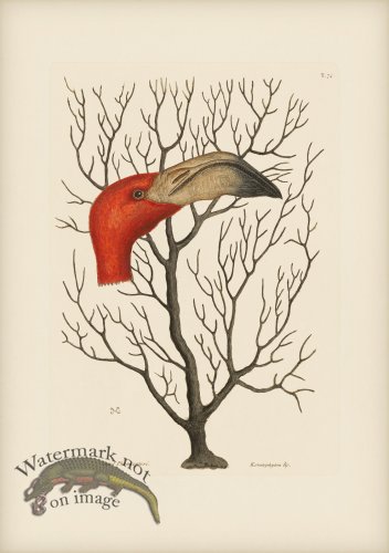 (image for) 074 Bill of the Flamingo