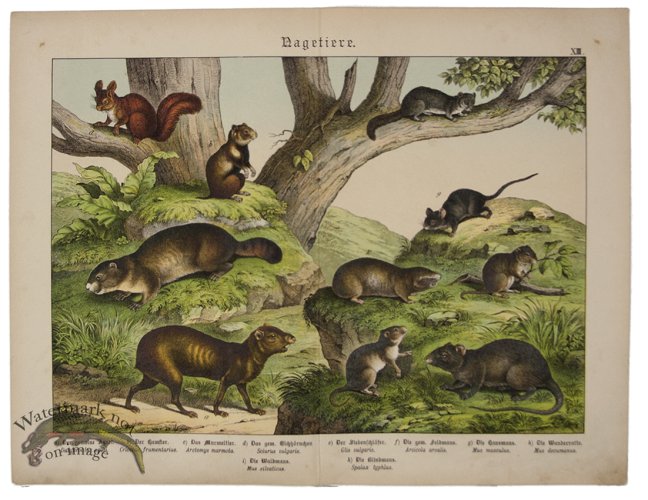 (image for) Squirrel Mouse Rat