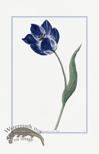 (image for) Blue Weinmann S 17