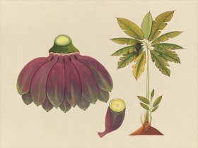 Far East Fruit and Flowers 15
