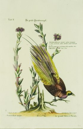 (image for) SB 04 Le grand Oiseau de Paradis (Bird of Paradise)
