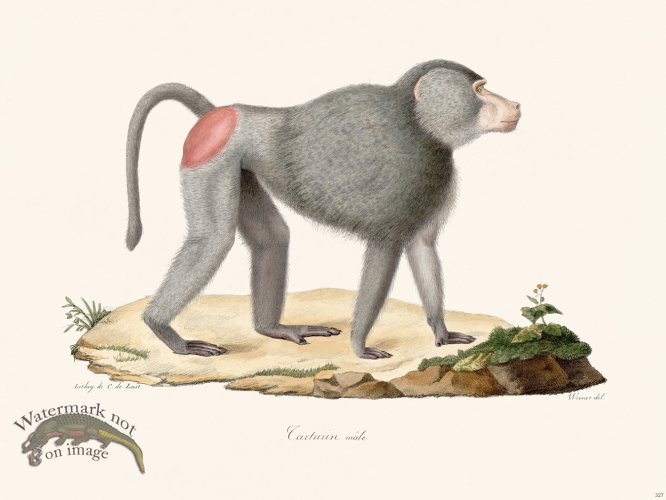 (image for) Cuvier 327 Male Cartarin