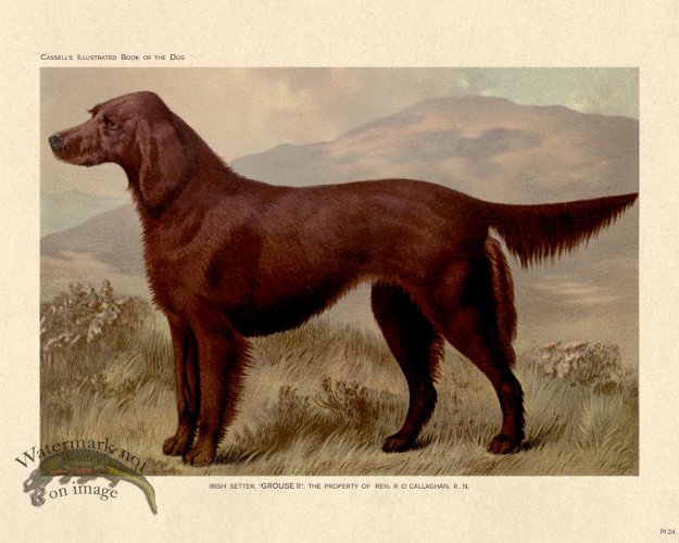 (image for) Cassell Dog 24