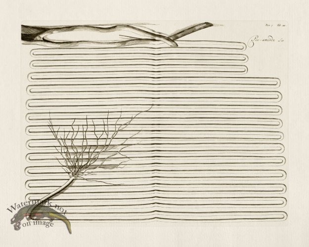 (image for) HORTUS VOl 07 20