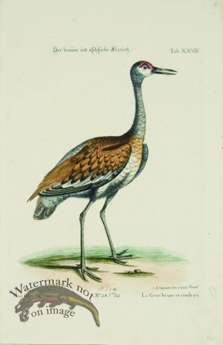 (image for) Seligmann WB 05