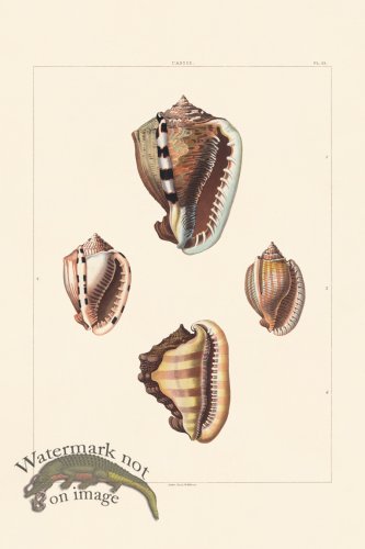 (image for) Perry Shell 33