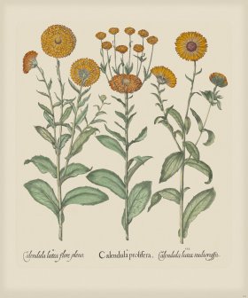 Besler 206 Colored B2