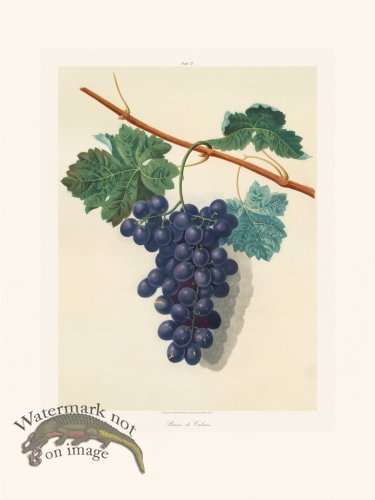 Brookshaw Fruit 27