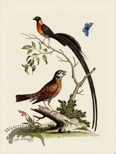 (image for) Edwards 086 Fringilla, macroura