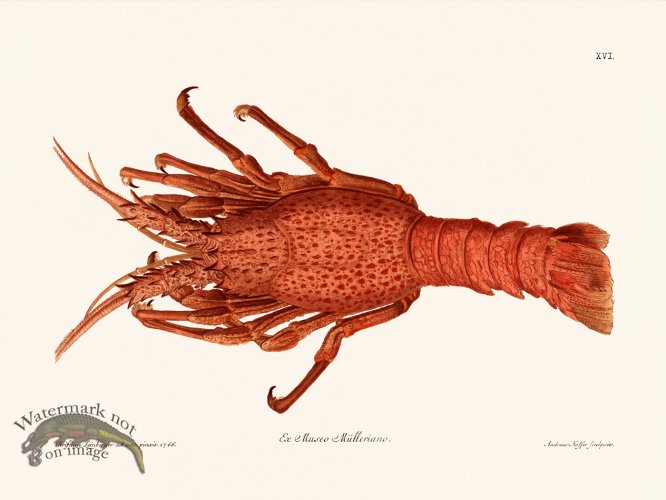 (image for) Knorr Sealife 16