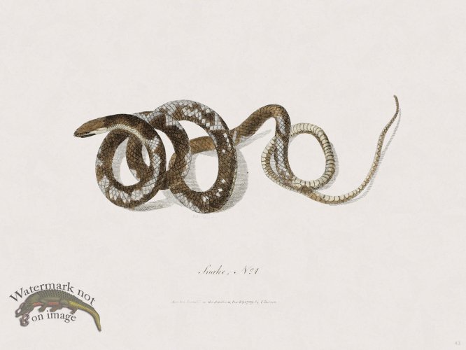 (image for) 43 New Holland Caffowary