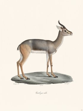 Cuvier 055 Male Gray Rhebok