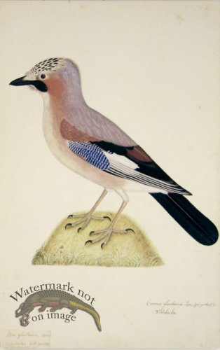 (image for) 148 Swedish Birds . Corvus Glandarius Eurasian Jay