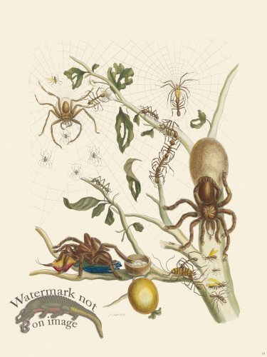 Merian Metamorphosis 18