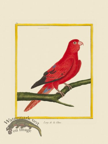 (image for) Martinet Bird 519