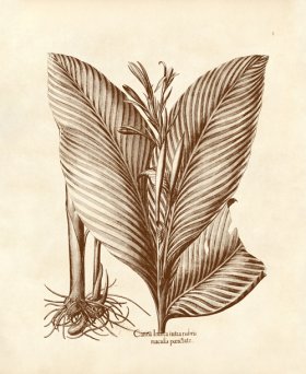 (image for) Besler 01 Canna