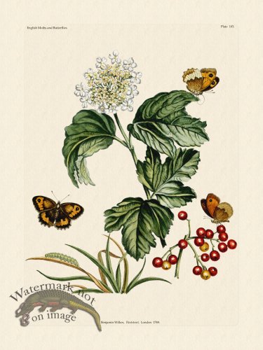 (image for) Wilkes Butterflies 103