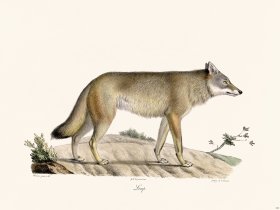 Cuvier 163 Wolf