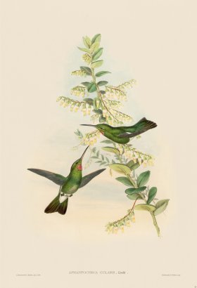 Gould Hummingbird 055