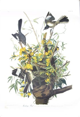 Blue-Winged Yellow Warbler