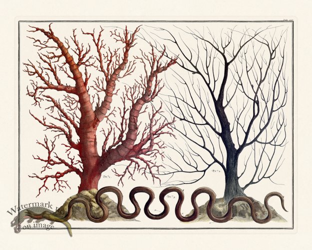 (image for) Seba B2 155 Coral b