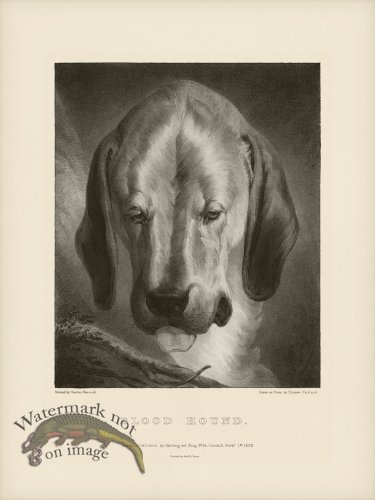(image for) SA Dogs 09 Blood Hound