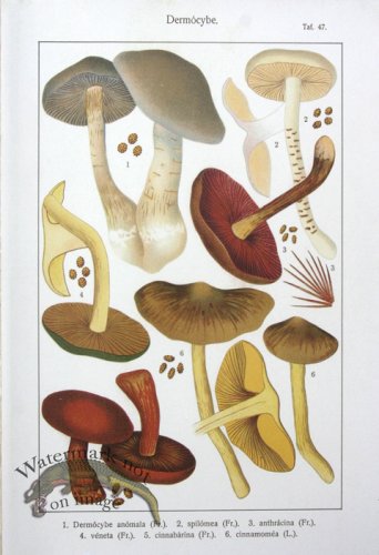 SMS Mushroom 03