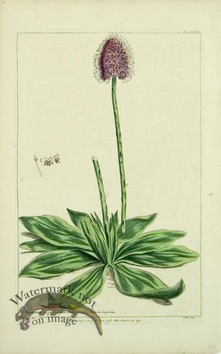 (image for) Philip Miller 028