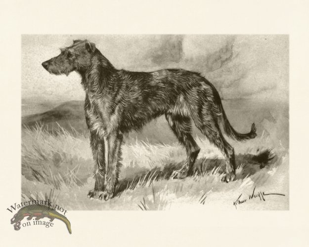 (image for) Modern Dogs 04