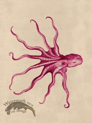 (image for) Octopus Pink 29