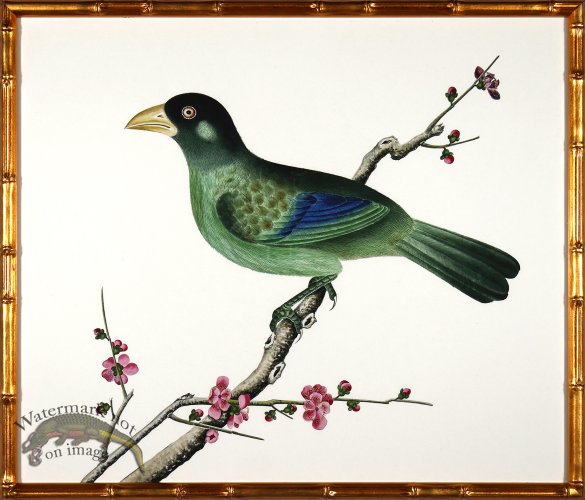 (image for) Asian Birds 01