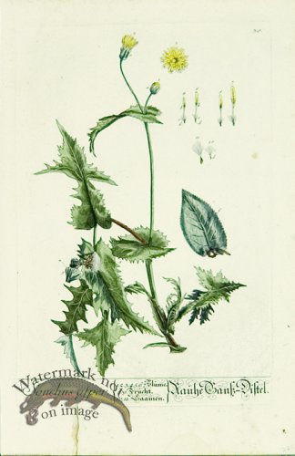 (image for) Blackwell German 216