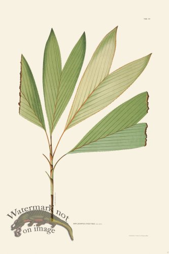 (image for) Rodrigues Palm Front 037