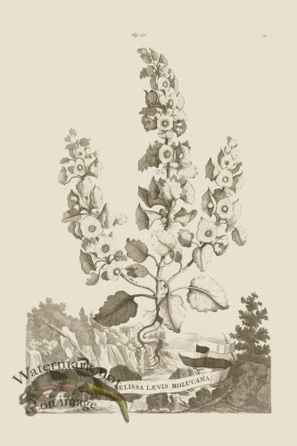 (image for) Abraham Munting 217