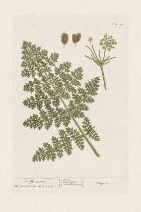 BEE 459 Deadly Carrot