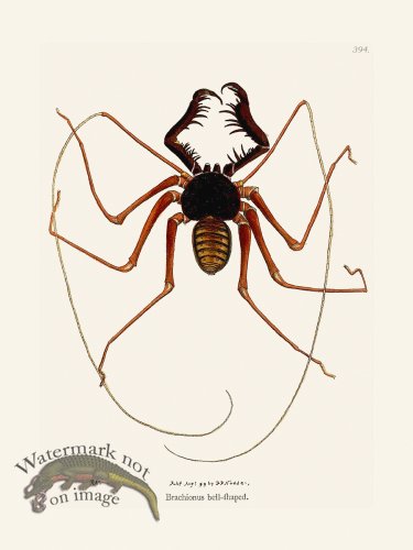 (image for) 394 Brachionus Bell-Shaped