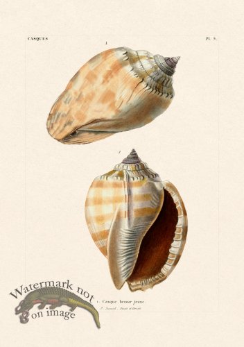 (image for) French Shell 005