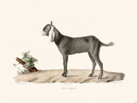 Cuvier 136 Goat of Nepaul Female
