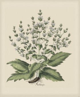 Besler 240 Colored B2