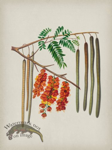 (image for) Andean Botanicals 011