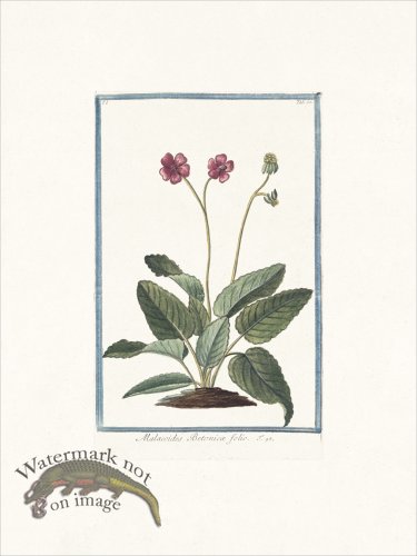 (image for) Bonelli 050 Tree Mallow