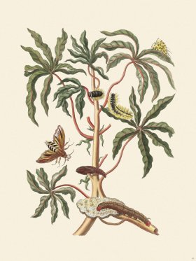 Merian Metamorphosis 61