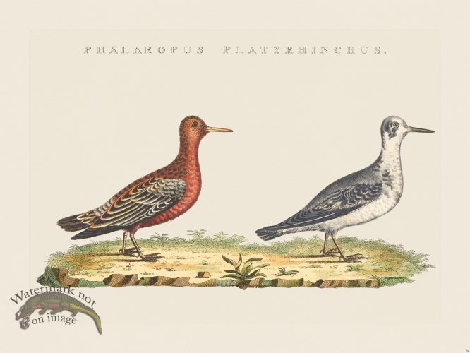 (image for) Nozeman Bird 079