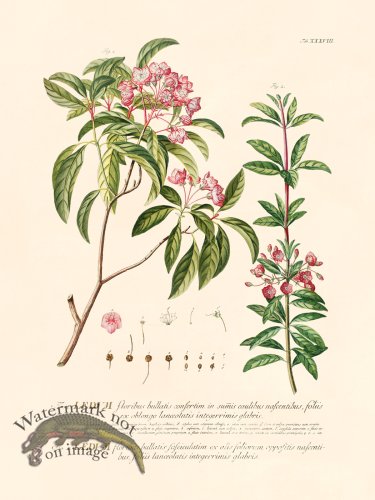(image for) Trew Botanical 38