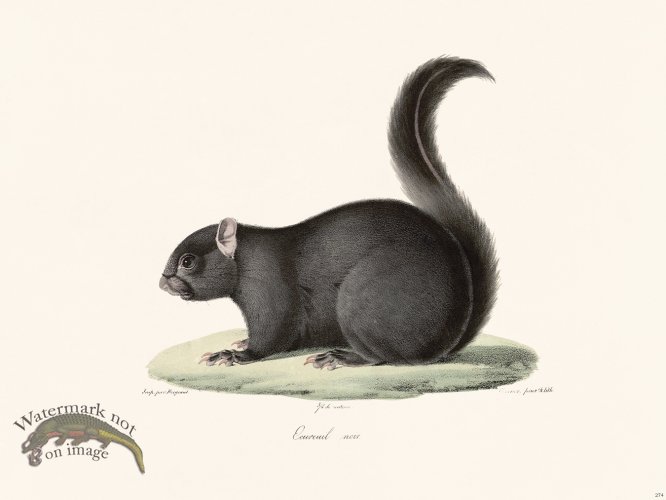 (image for) Cuvier 274 Black squirrel